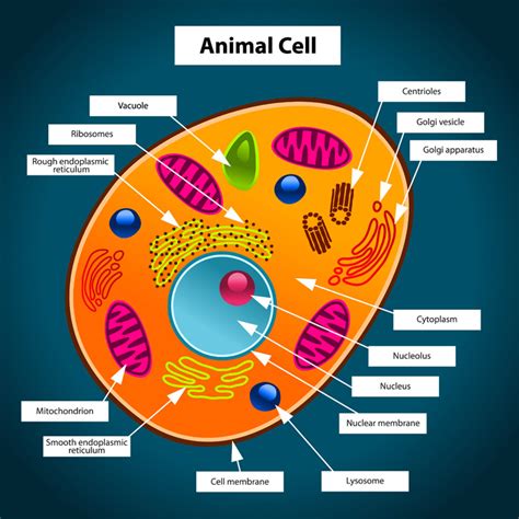 Animal Cell   Free printable to label + ColorkidCourses.com