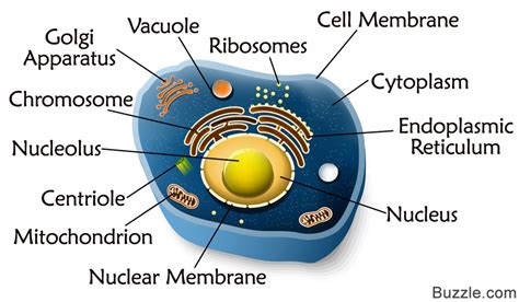 Animal Cell Parts And Functions Chart