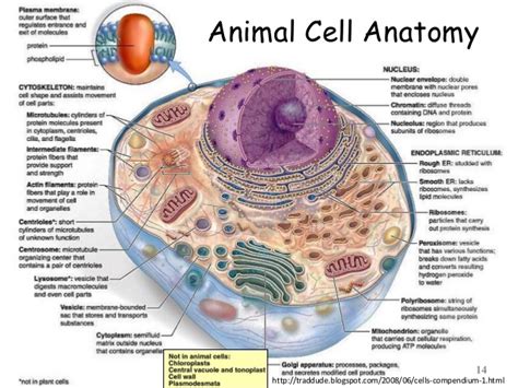 Animal Cell Parts And Functions Chart