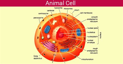 Animal Cell   Structure, Function and Types of Animal Cell