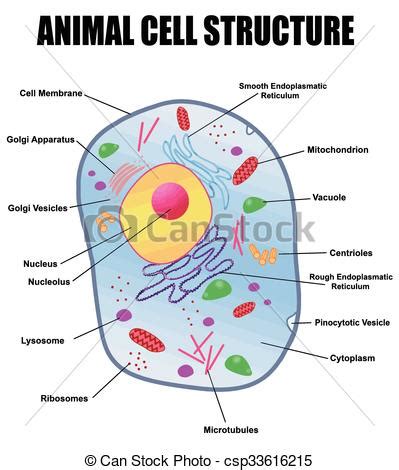 Animal cell structure on white background, vector ...