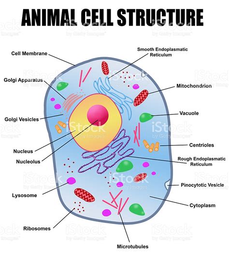 Animal Cell Structure Stock Vector Art & More Images of ...