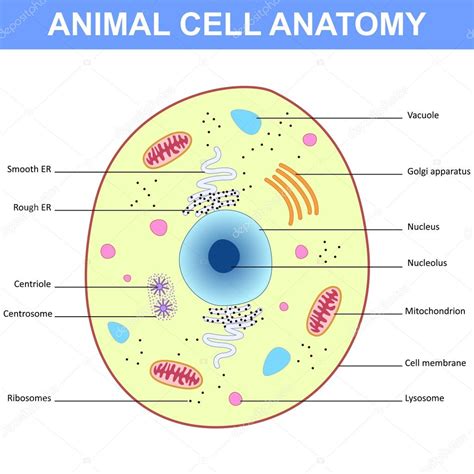 Animal Cell Structure | www.pixshark.com   Images ...