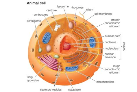 Animal Cells and the Membrane Bound Nucleus