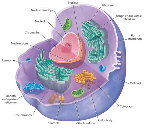 Animal Cells – An educational website all about animal cells