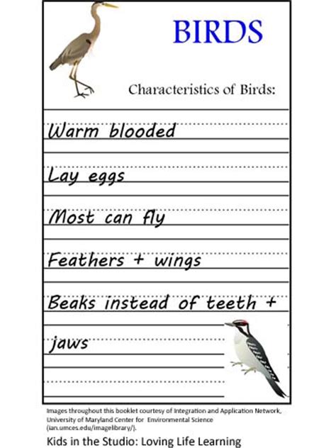 Animal Classification: Birds | A Clean, Well Lighted Place