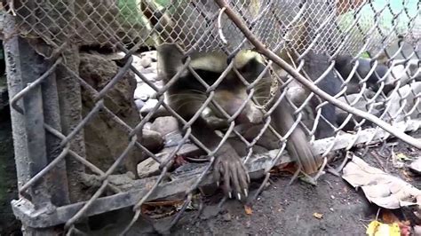 Animal Cruelty Zoológico de Santacruz   Bogotá Zoo ...