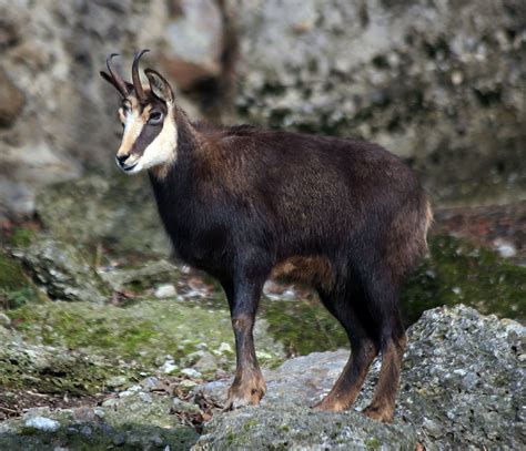 Animal Goat Latest Photos hd wallpapers Download