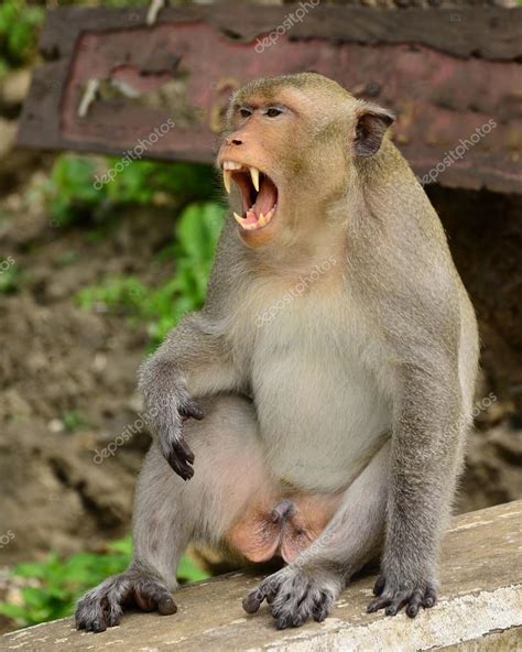 Animal, mono enojado — Fotos de Stock © Thiradech #110296232