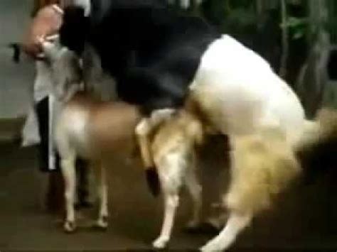 Animal reproduction Goat funny with Peoples Help animal ...