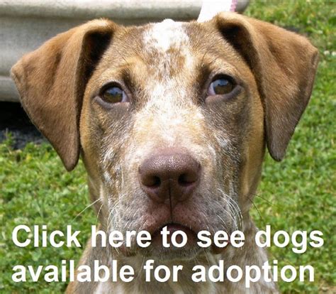 Animal Shelter Dogs For Adoption | www.pixshark.com ...