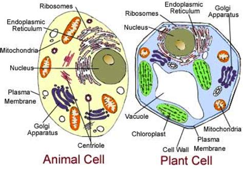 Animal vs. Plant Cells | Biology with Valerie