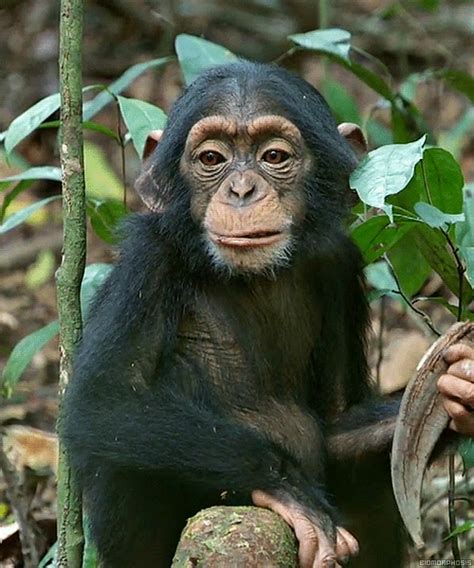 Animal World: ¿Diferencia entre mono y chimpancé?