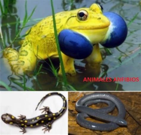 Animales Anfibios con Ejemplos
