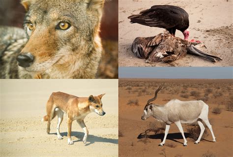 Animales del Desierto【 Plantas, Vegetación, Sahara ...