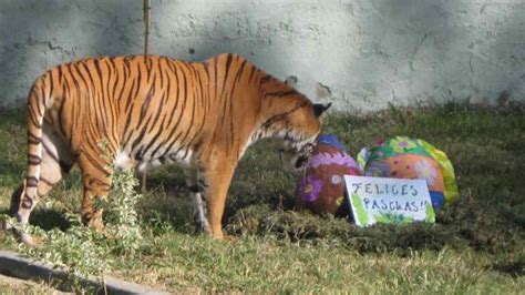 Animales del Zoo Córdoba festejaron Pascuas | Noticias al ...