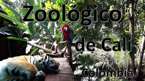 Animales del Zoológico de Cali   Colombia   YouTube