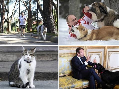 Animales: El perro que hace footing con Rajoy y otras ...
