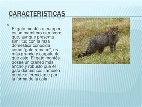 Animales en extinción  gato montes