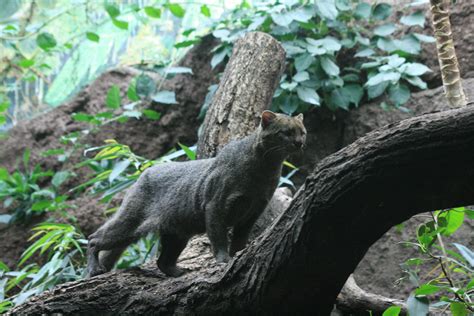 Animales en Peligro de Extinción, Ecuador   Ecología ...