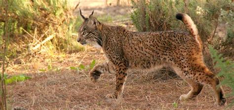 Animales en peligro de extincion en el bosque mediterraneo ...