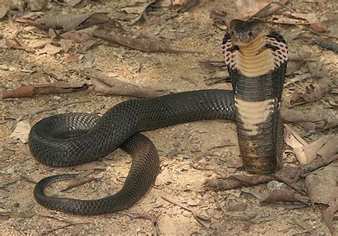 Animales Exoticos: Informacion de la Cobra