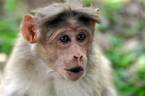 Animales graciosos: primates | Blogodisea