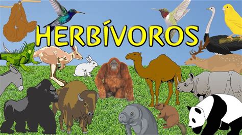 Animales herbívoros para niños   YouTube