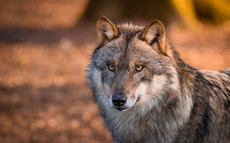 Animales Lobo Animales Gray Wolf Wildlife Fondo de ...