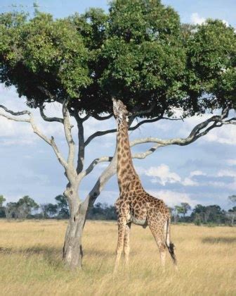 Animales mamiferos: La jirafa
