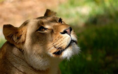 Animales Naturaleza leones animales salvajes fondos de ...