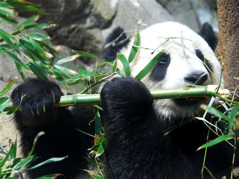 Animales: Oso Panda  Ailuropoda melanoleuca