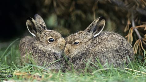 Animales que son todavía más fértiles que los conejos | La ...