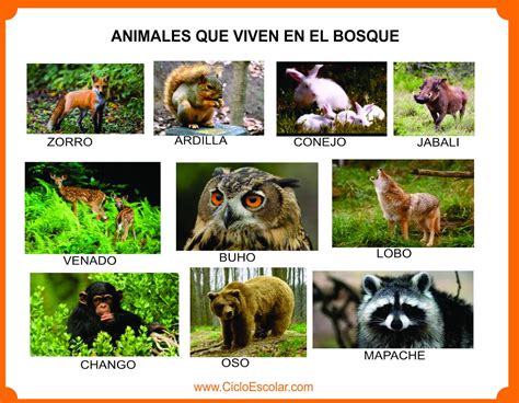 Animales que viven en el bosque, selva, mar, ríos ...