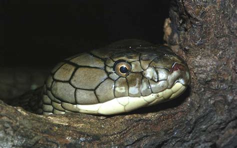 Animales Reptiles Cobra Real   The Best Cobra Of 2018