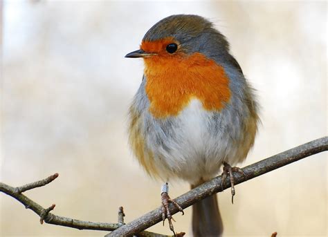 Animales Robin Ave Fondo de Pantalla | aves | Pinterest ...