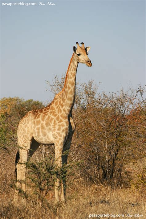 animales salvajes: jirafas y elefantes