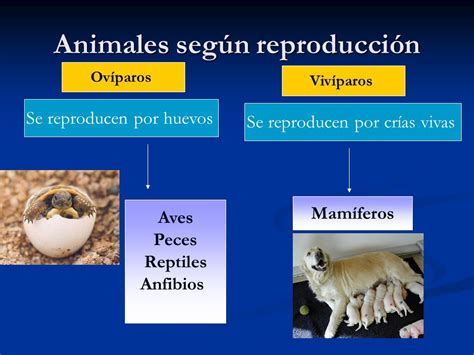 Animales según reproducción   ppt descargar