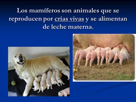 Animales según reproducción   ppt descargar