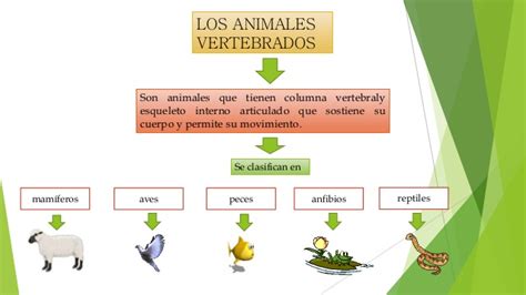 Animales vertebrados 112