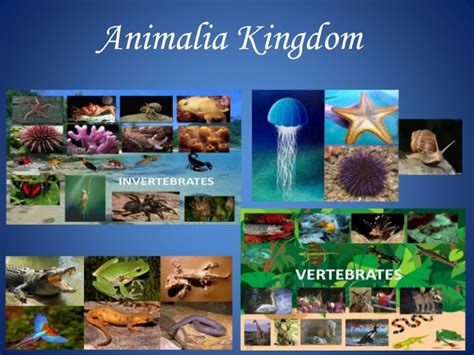 Animalia kingdom modified