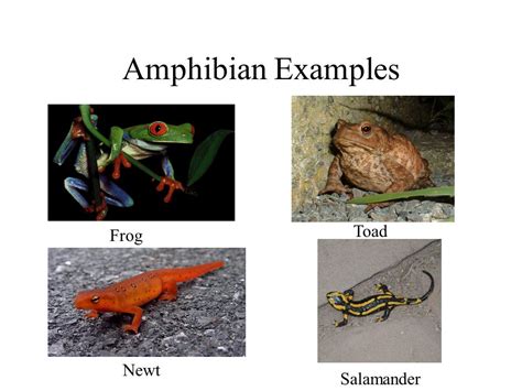 Animals Amphibians, Birds, Fish, Insects, Mammals, and ...
