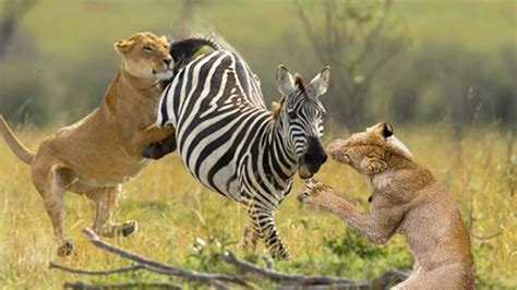 Animals Attacks On Lion vs Zebra   Animal Attack Prey ...
