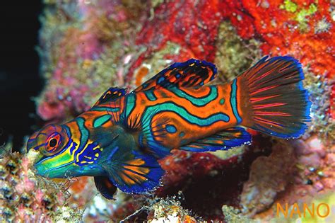 Animals blog: Mil colores en un solo ser: El pez mandarín.