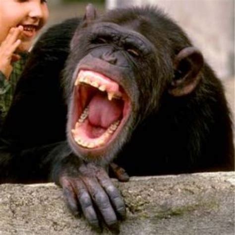 Animals Laughing Funniest Pictures Images | Funny And Cute ...