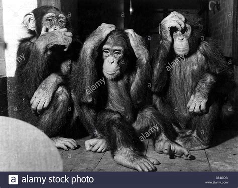 Animals   Monkeys Chimpanzee Chimp;Chimps at London Zoo ...