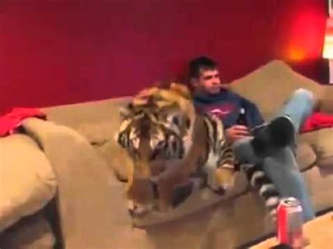 Animals Pet Tiger Funny video YouTube 360p   YouTube