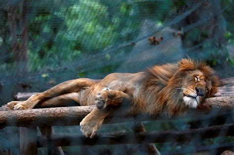 Animals Starving in Venezuela Zoos