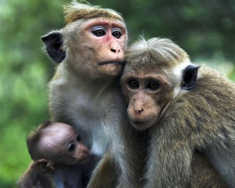 Animals Zoo Park: Baby Monkey Wallpapers, Monkey Baby ...