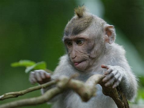Animals Zoo Park: Baby Monkey Wallpapers, Monkey Baby ...